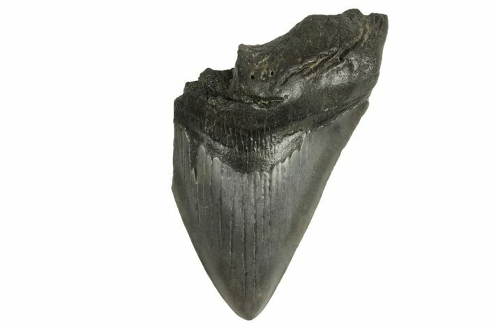 Bargain, Fossil Megalodon Tooth - South Carolina #294428